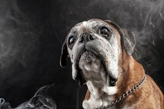 Zachycuje psí duši odcházející za duhový most. Její fotografie jsou víc než jen vzpomínkou - Novinky